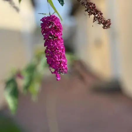 Strandkojen * Трассенхайде